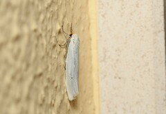 Coscinia chrysocephala