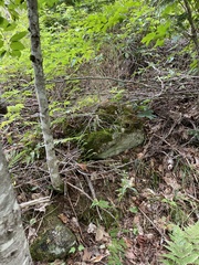 Betula alleghaniensis
