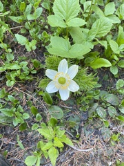 Pulsatilla occidentalis
