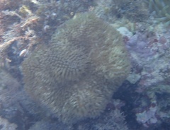 Stichodactyla helianthus