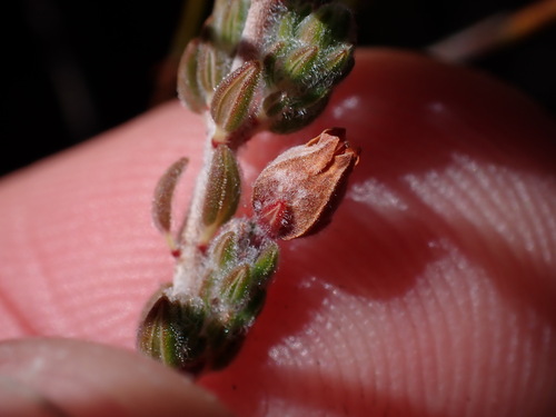 Image of Erica oreotragus by (c) Ren Hoekstra, some rights reserved (CC BY)