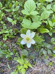 Pulsatilla occidentalis