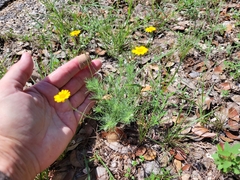 Thymophylla pentachaeta