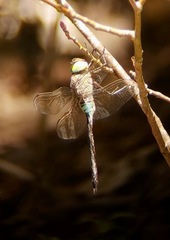 Anax parthenope