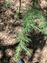 Larix laricina
