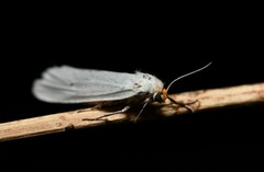 Coscinia chrysocephala