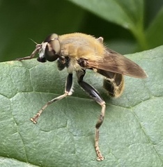 Pterallastes thoracicus