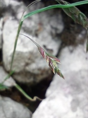 Poa alpina