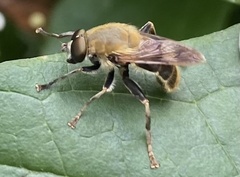 Pterallastes thoracicus