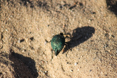 Cysteodemus wislizeni