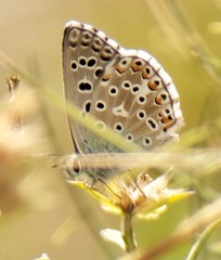 Polyommatus bellargus