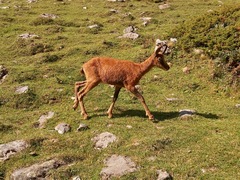 Rupicapra pyrenaica