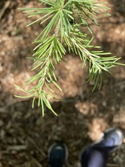 Larix laricina
