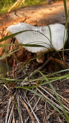 Russula delica