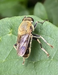 Pterallastes thoracicus