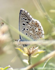 Polyommatus bellargus