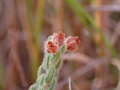 Image of Erica oreotragus by (c) Ren Hoekstra, some rights reserved (CC BY)