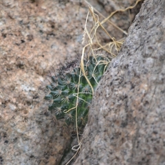 Mammillaria heyderi