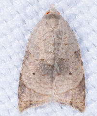 Coelostathma discopunctana