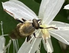 Pterallastes thoracicus