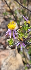 Felicia filifolia