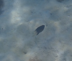 Stegastes partitus