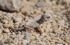 Pristurus carteri