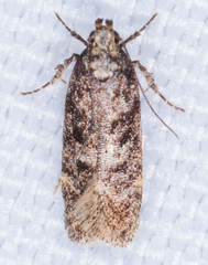 Chionodes mediofuscella