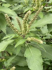 Ocimum tenuiflorum