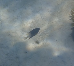 Stegastes partitus