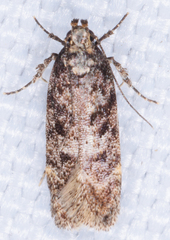 Chionodes mediofuscella