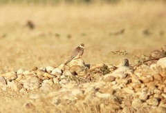 Falco vespertinus