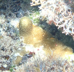 Porites porites