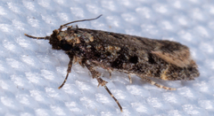 Chionodes mediofuscella