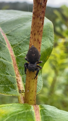 Phidippus