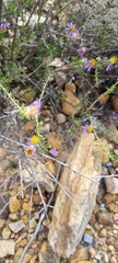 Felicia filifolia