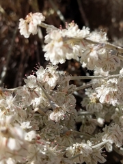 Eriogonum niveum