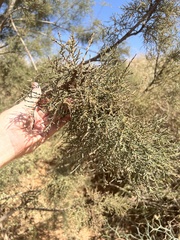Tamarix