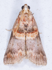 Acrobasis angusella