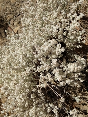 Eriogonum niveum
