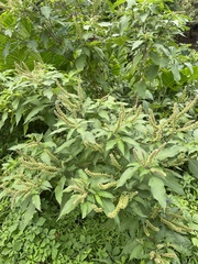 Ocimum tenuiflorum