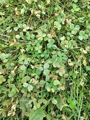 Erysiphe trifoliorum