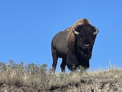 Bison bison