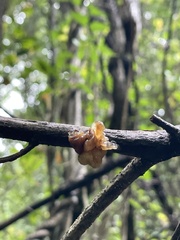 Myxarium nucleatum
