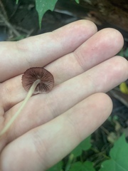 Mycena haematopus