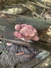 Mycena haematopus