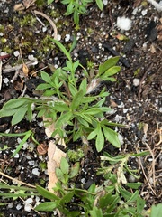 Xanthosia dissecta