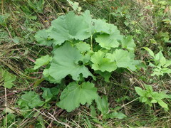 Arnoglossum reniforme
