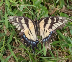 Papilio glaucus