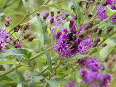 Xylocopa micans